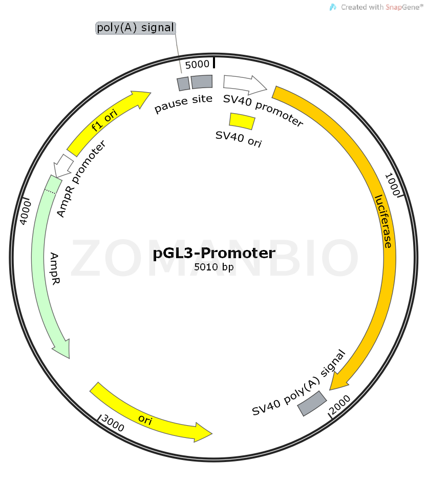 ZK468pGL3-Promoter.png