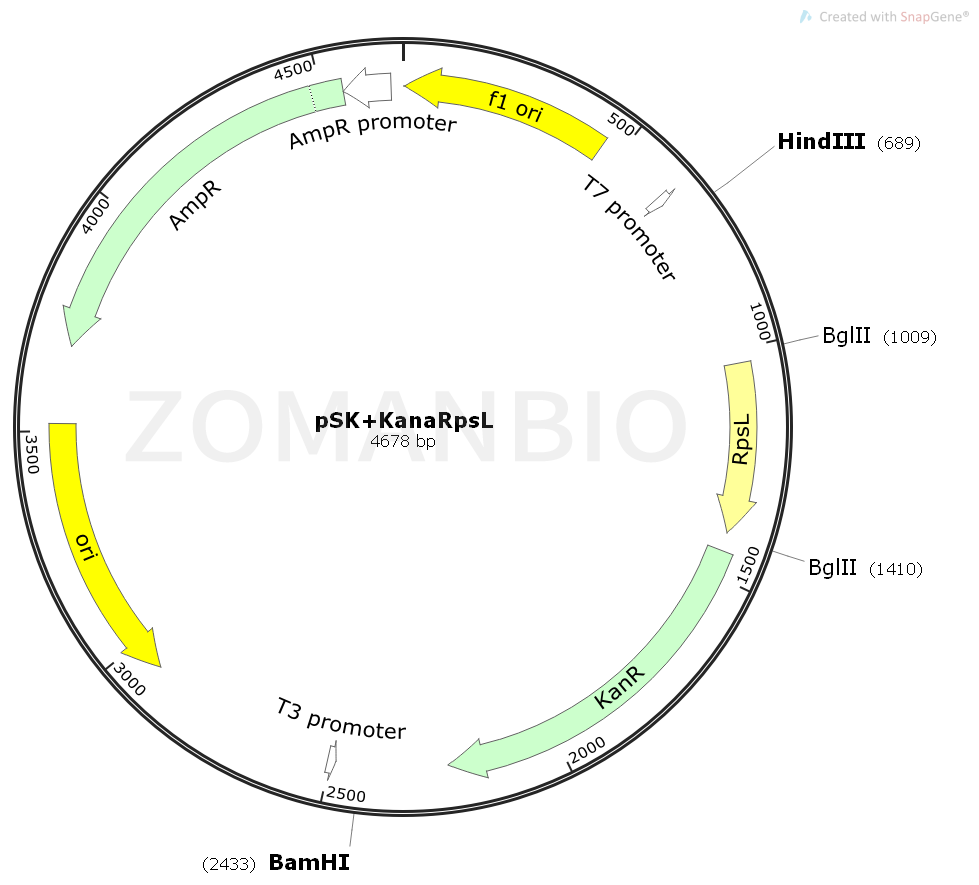 ZK1561 pSK+KanaRpsL.png