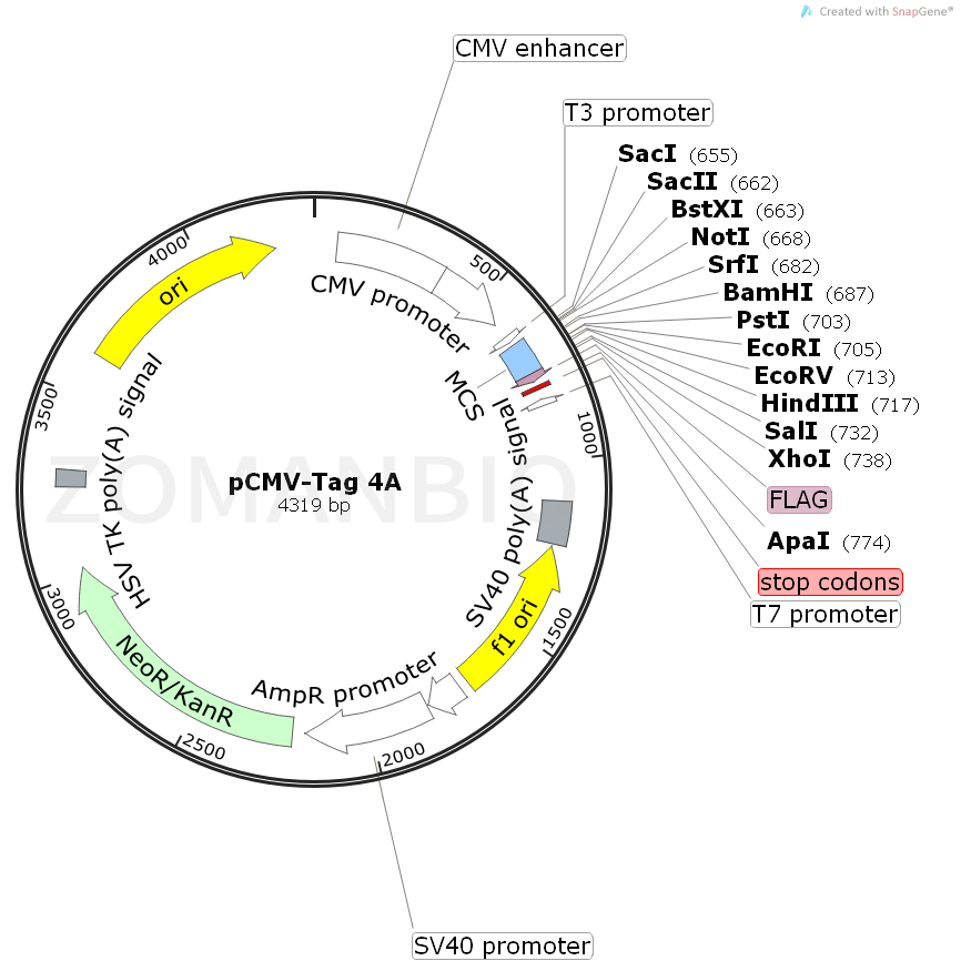 ZK2072 pCMV-Tag 4A.png