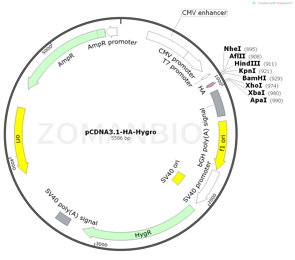 ZK2087 pCDNA3.1-HA-Hygro.png