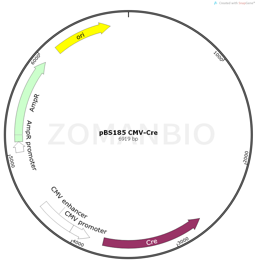 ZK2089 pBS185 CMV-Cre.png