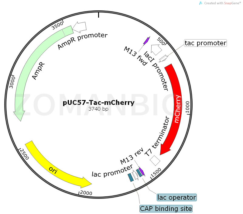 ZK1628 pUC57-Tac-mCherry.png
