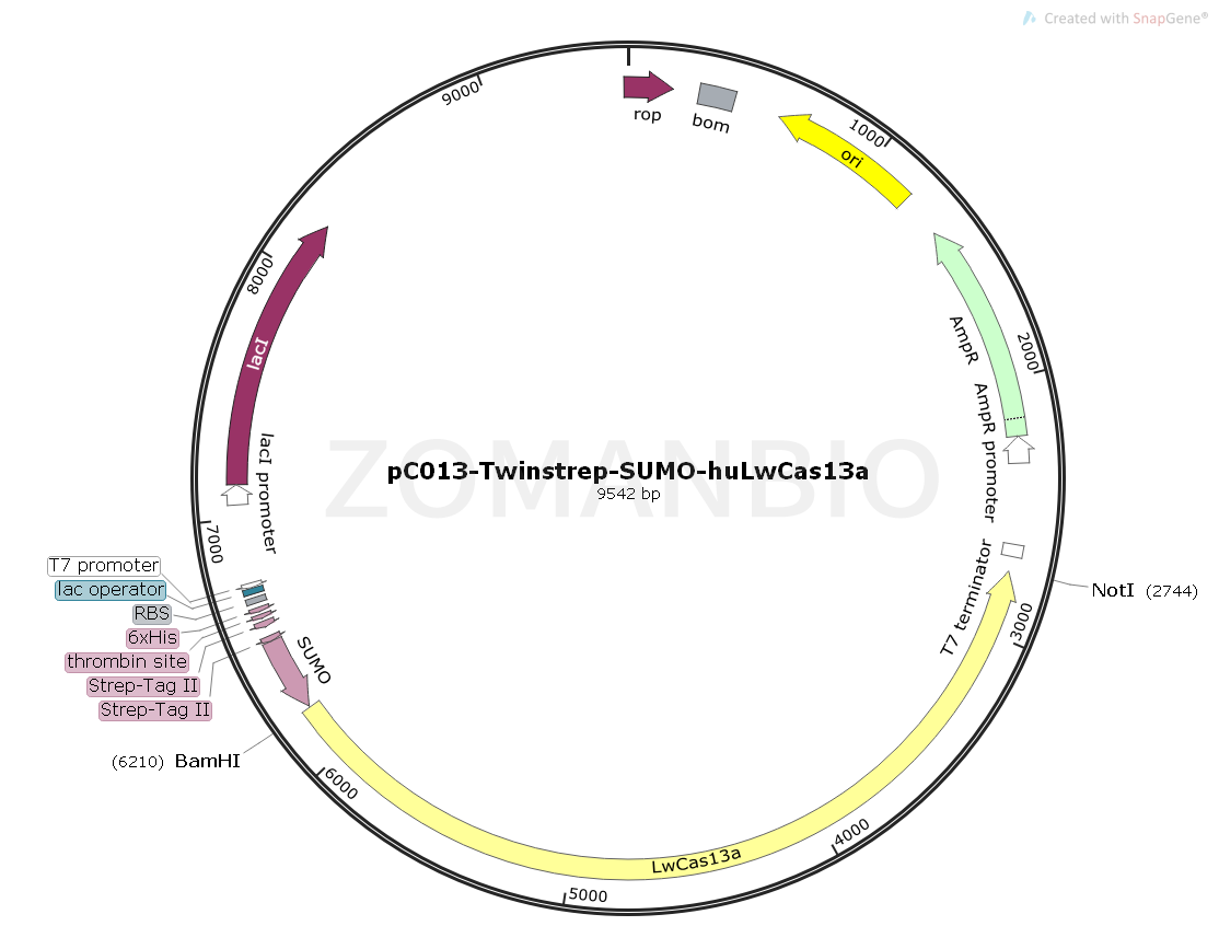 ZK1682 pC013-Twinstrep-SUMO-huLwCas13a.png