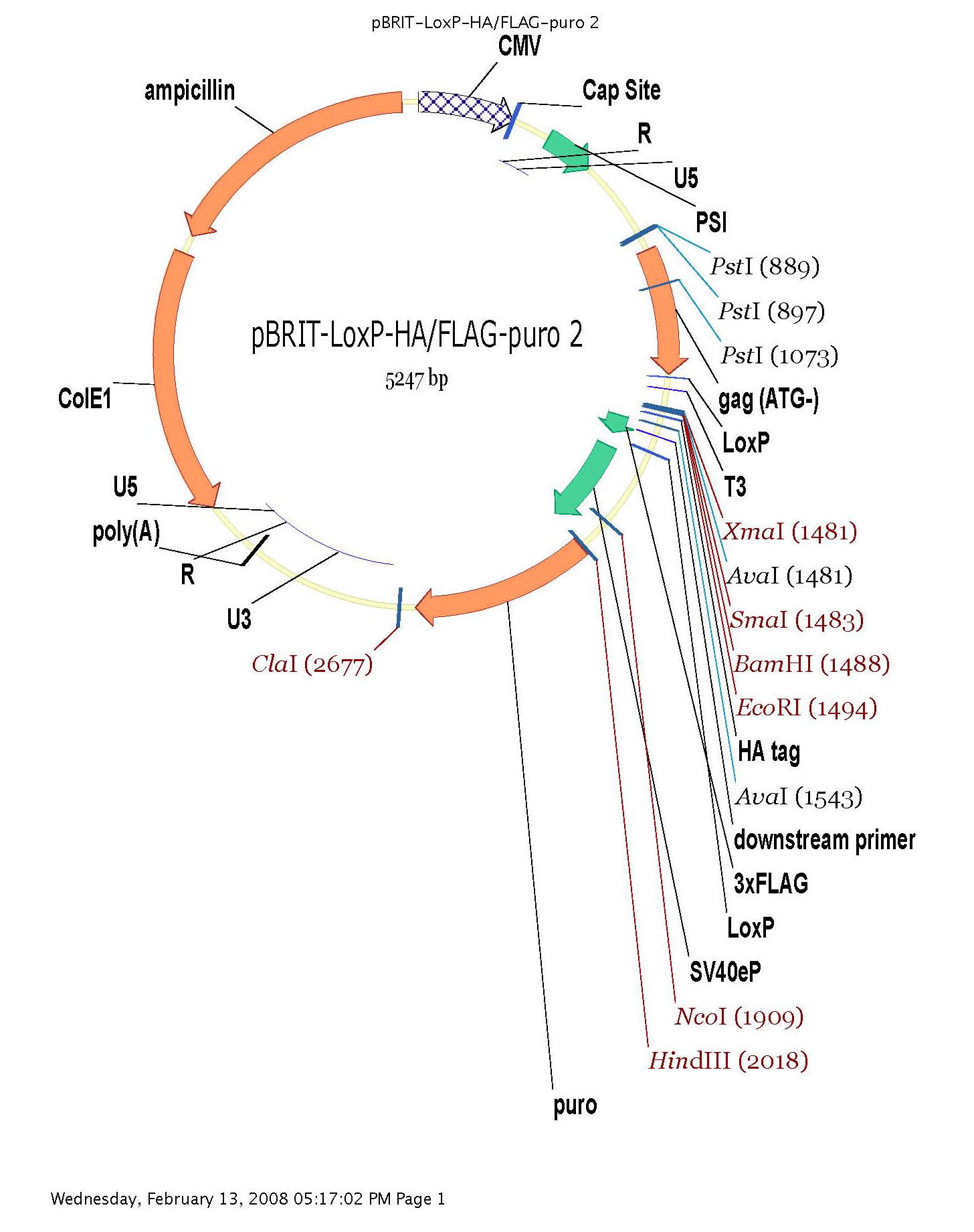 ZK1833 pBRIT HA-Flag.png
