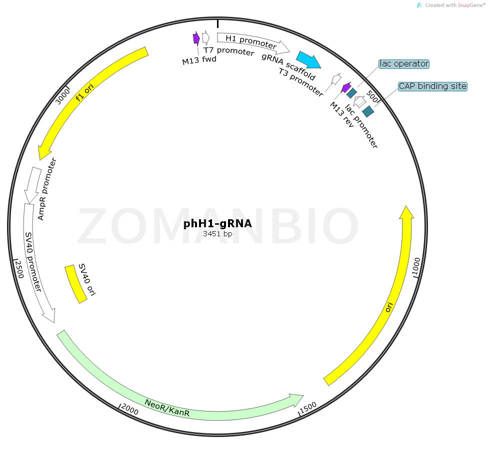 ZK1864 phH1-gRNA.png