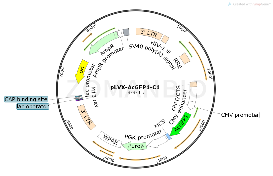 pLVX-AcGFP1-C1  Map.png