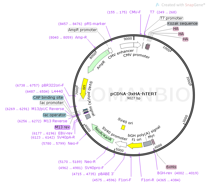 pCDNA3.1-3×HA-TERT Map.png