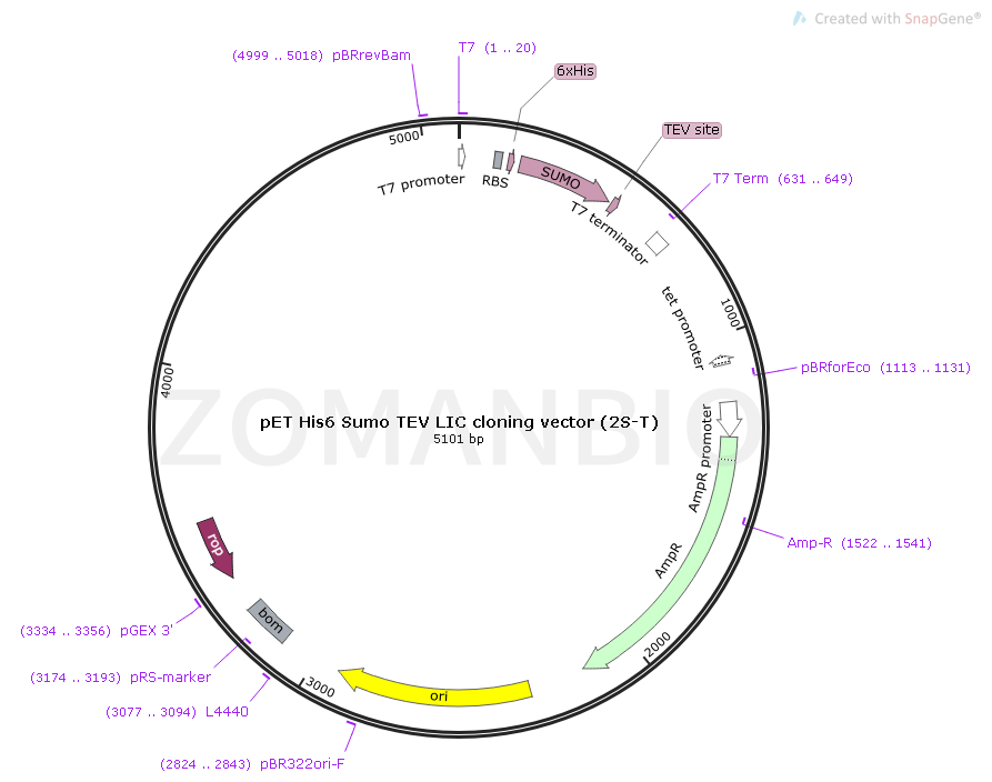 pET His6 Sumo TEV LIC cloning vector (2S-T) Map.png